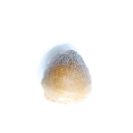 MOSASAURE  tooth Globidens phosphaticus - Maastrichtian - Oued Zem - Morocco