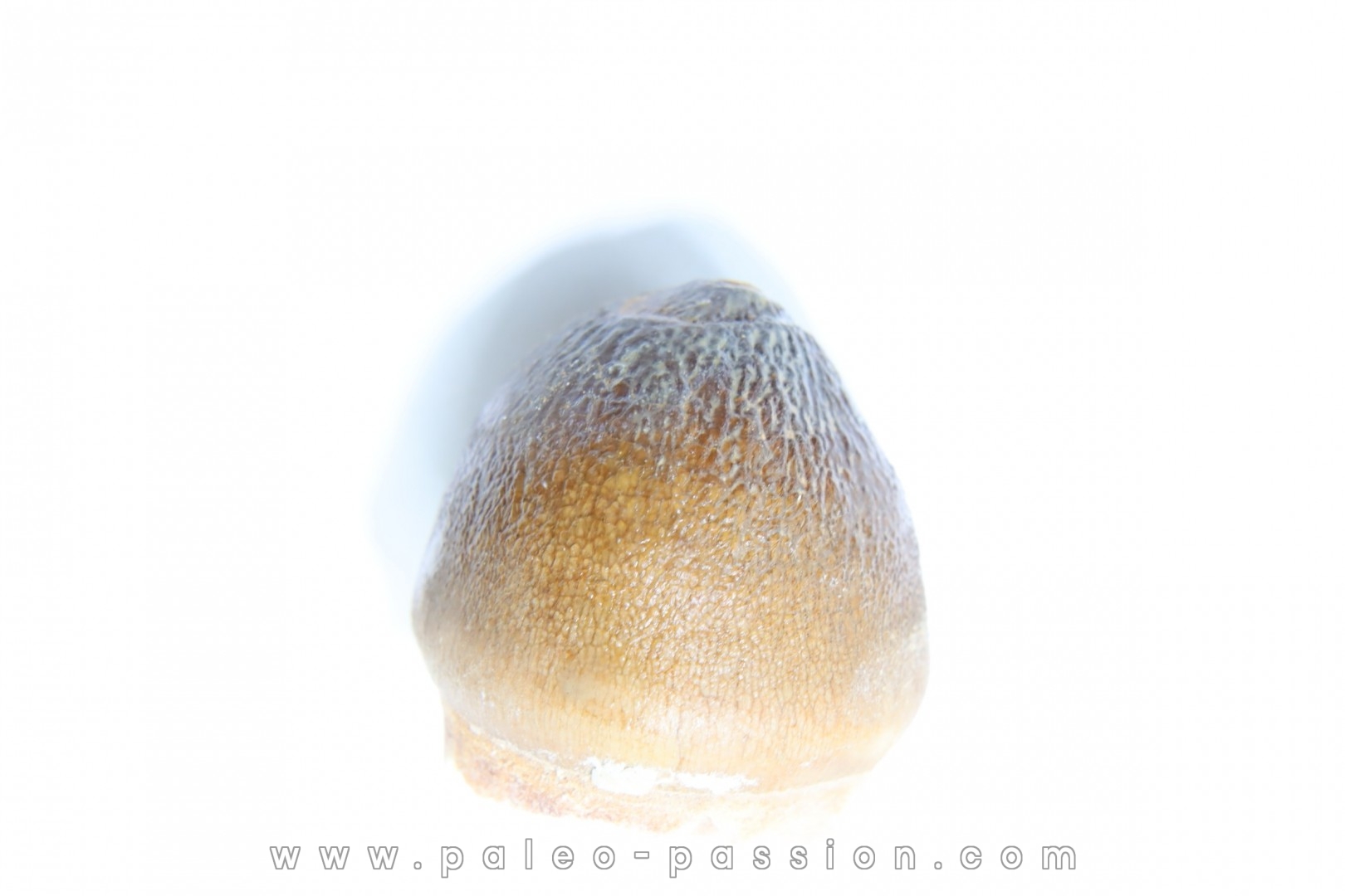 MOSASAURE tooth Globidens phosphaticus - Maastrichtian - Oued Zem - Morocco