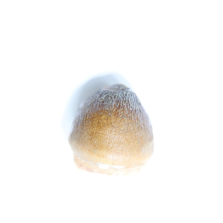 DENT DE MOSASAURE   Globidens phosphaticus  Maestrichtien - Oued Zem,  Maroc