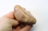 Gastrolith of Dinosaur - Lower Cretaceous - Cloverly formation - Montana -USA