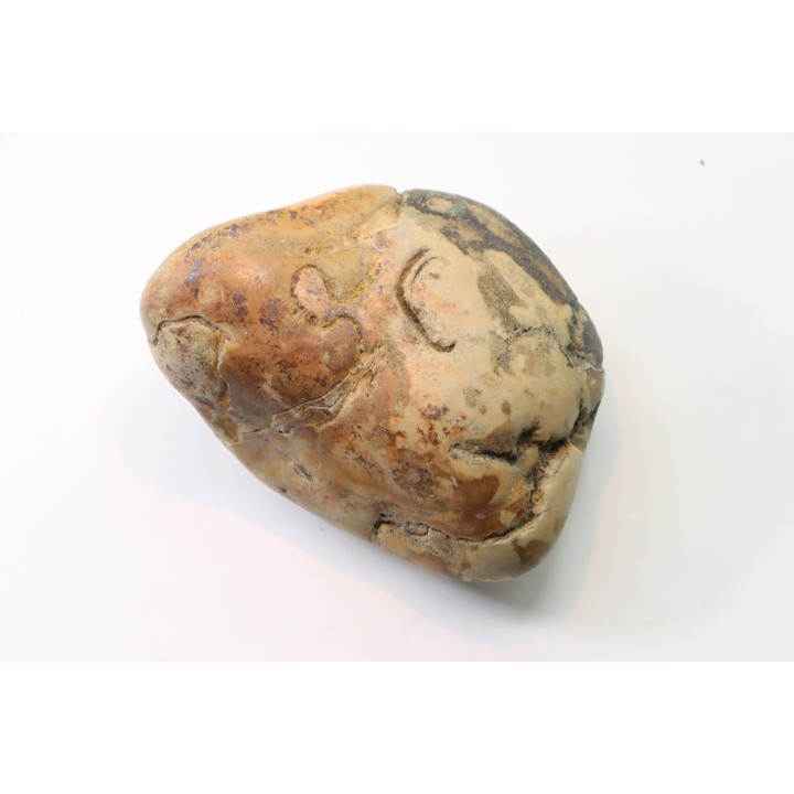 Gastrolith of  Dinosaur - Lower Cretaceous - Cloverly formation - Montana -USA