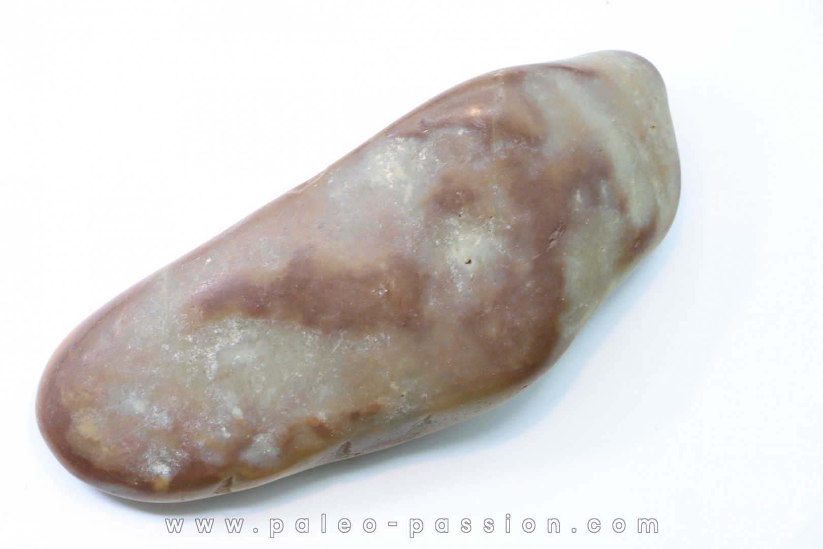 Gastrolith of Dinosaur - Lower Cretaceous - Cloverly formation - Montana -USA