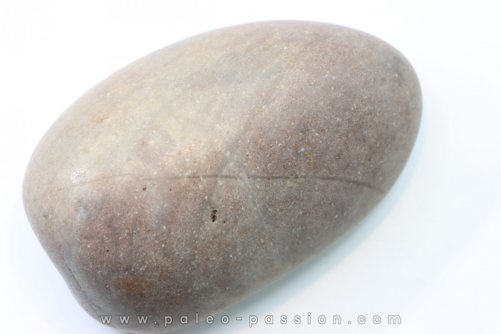 Gastrolith of Dinosaur - Lower Cretaceous - Cloverly formation - Montana -USA