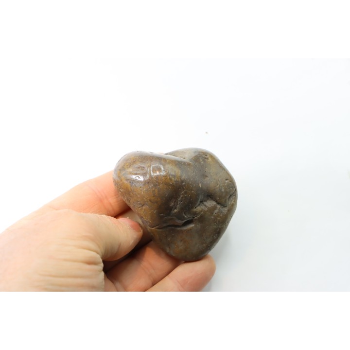 Gastrolith of  Dinosaur - Lower Cretaceous - Cloverly formation - Montana -USA