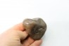 Gastrolith of  Dinosaur - Lower Cretaceous - Cloverly formation - Montana -USA