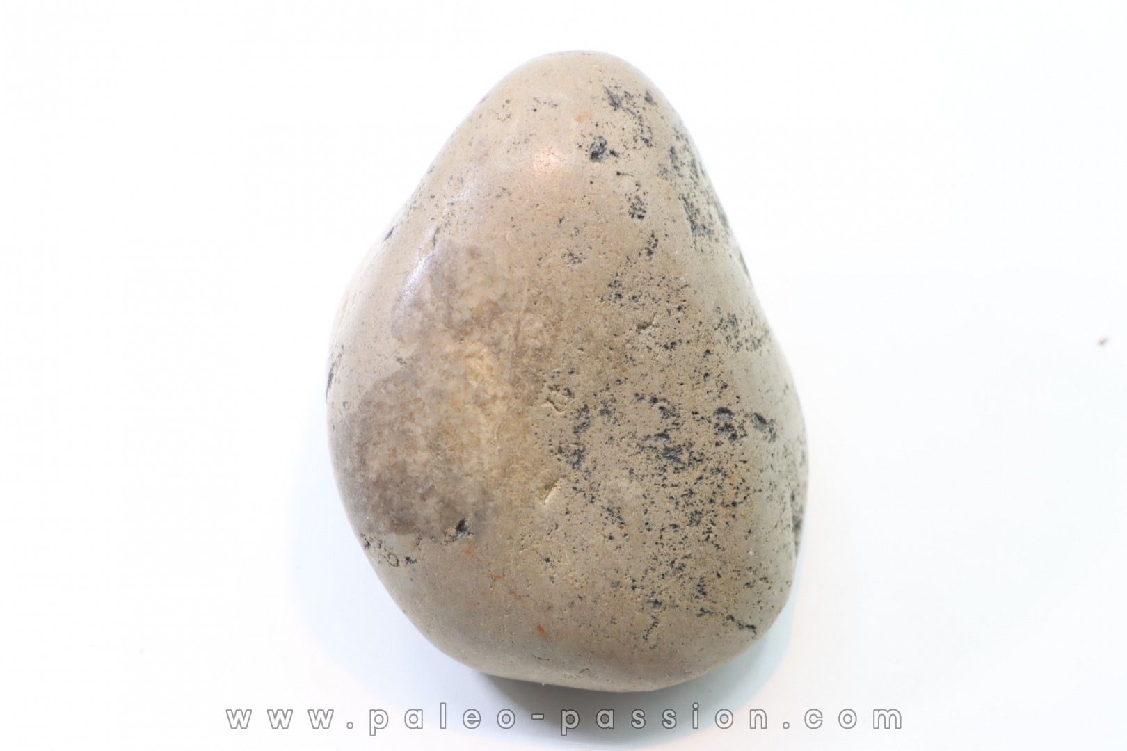 Gastrolith of Dinosaur - Lower Cretaceous - Cloverly formation - Montana -USA