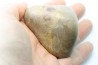 Gastrolith of Dinosaur - Lower Cretaceous - Cloverly formation - Montana -USA