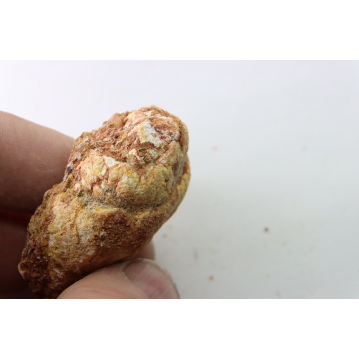 coprolithe - crétacé - kem-kem - MAROC