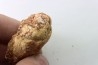 coprolithe - crétacé - kem-kem - MAROC