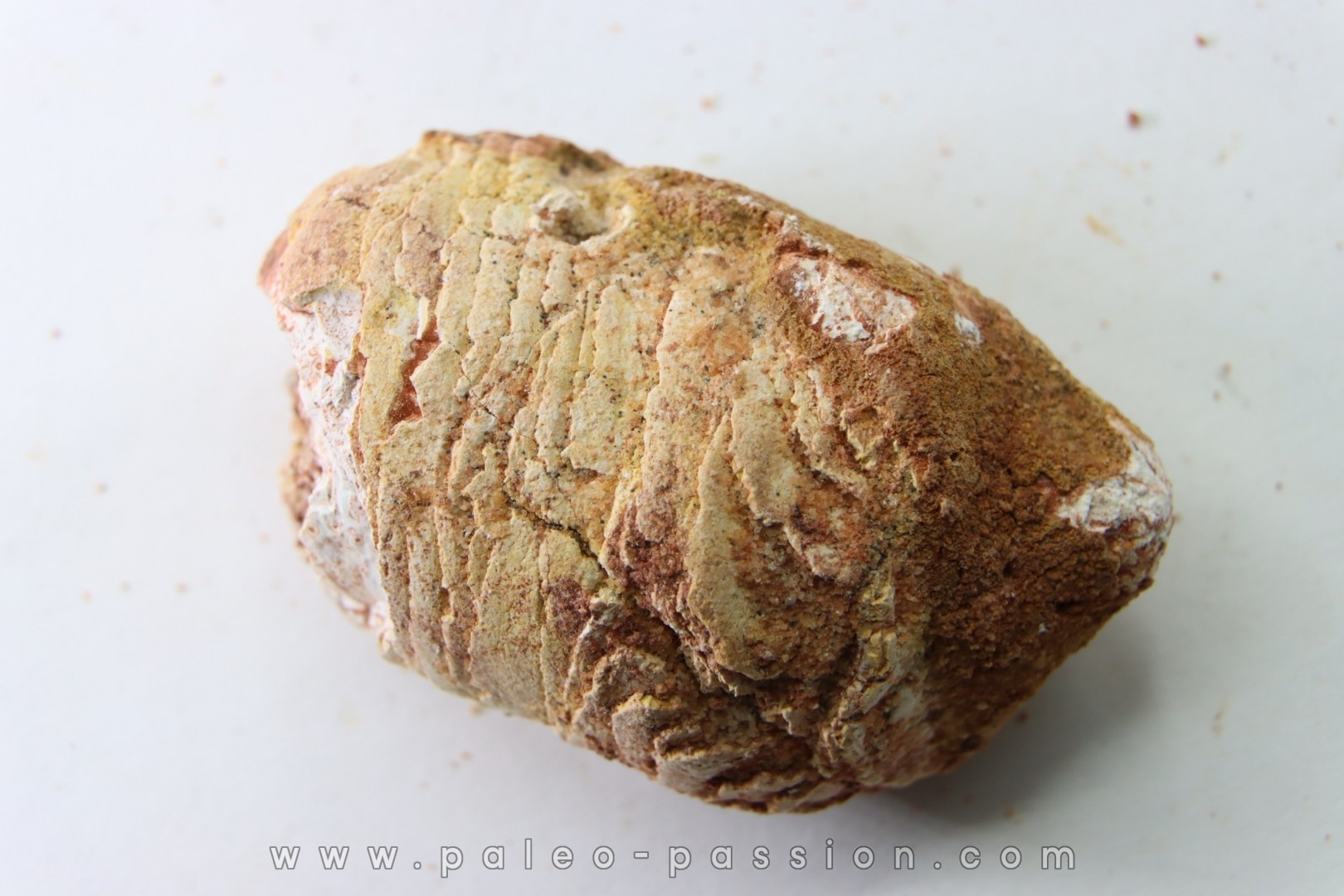 coprolithe - crétacé - kem-kem - MAROC