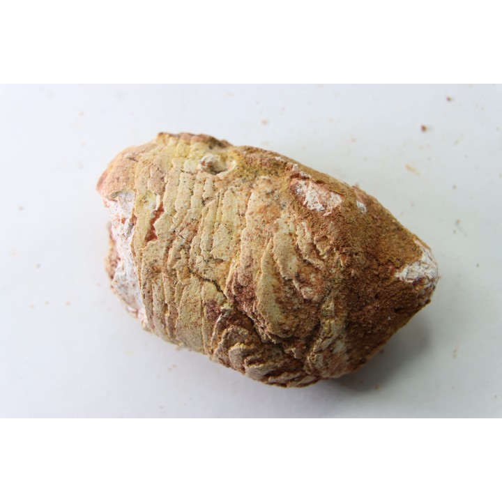 coprolithe - crétacé - kem-kem - MAROC