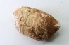 coprolith - cretaceous - kem-kem - MOROCCO