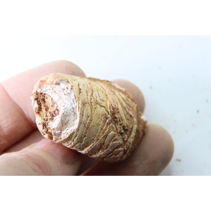 coprolithe - crétacé - kem-kem - MAROC