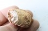 coprolith - cretaceous - kem-kem - MOROCCO
