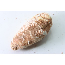 coprolithe - crétacé - kem-kem - MAROC