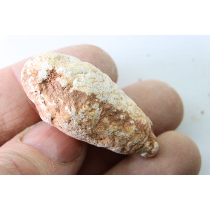 coprolithe - crétacé - kem-kem - MAROC