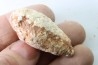 coprolithe - crétacé - kem-kem - MAROC