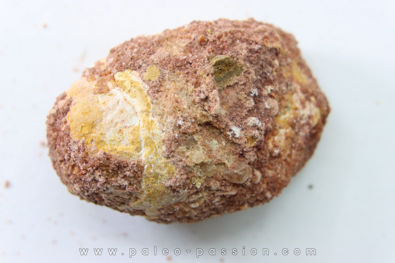 coprolithe - crétacé - kem-kem - MAROC