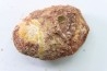 coprolith - cretaceous - kem-kem - MOROCCO
