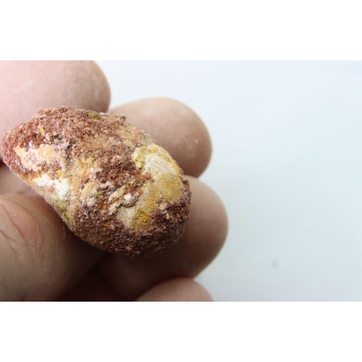 coprolithe - crétacé - kem-kem - MAROC