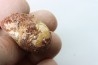 coprolithe - crétacé - kem-kem - MAROC