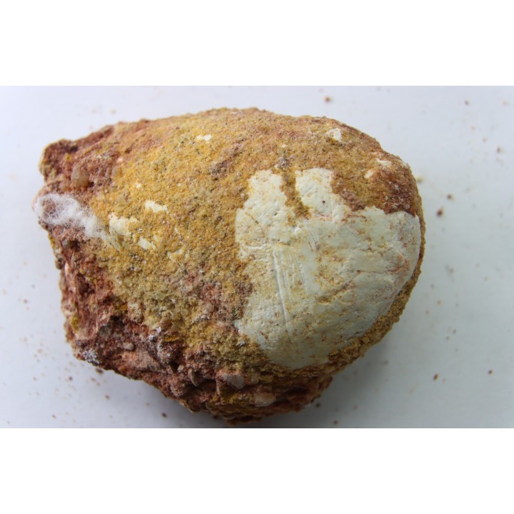 coprolithe - crétacé - kem-kem - MAROC