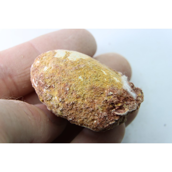 coprolith - cretaceous - kem-kem - MOROCCO