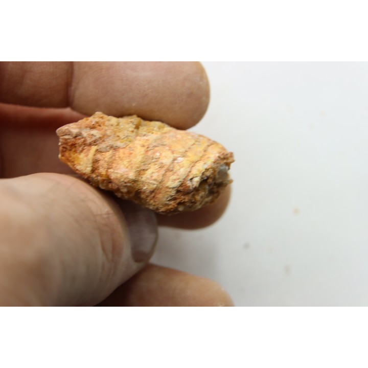 coprolithe - crétacé - kem-kem - MAROC