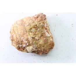 coprolith - cretaceous - kem-kem - MOROCCO