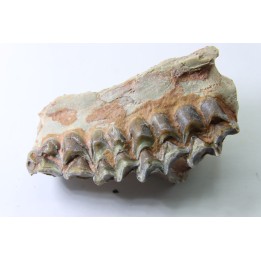 OREODON : Merycoidodon culbersoni - oligocene - Brule fmt - White river Badlands - S. Dakota, USA