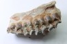 OREODON : Merycoidodon culbersoni - oligocène - Brule fmt - White river Badlands - S. Dakota, USA