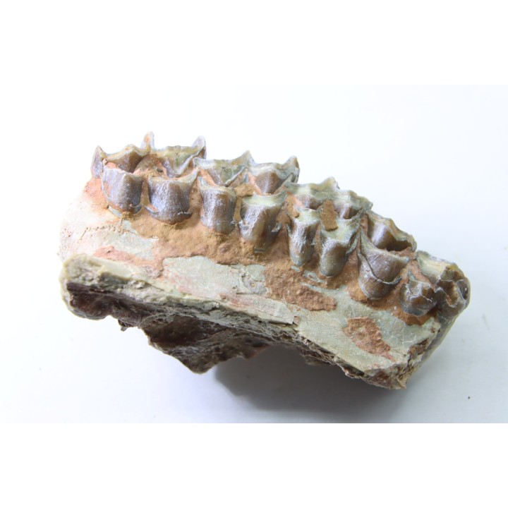 OREODON : Merycoidodon culbersoni - oligocène - Brule fmt - White river Badlands - S. Dakota, USA