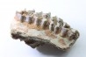 OREODON : Merycoidodon culbersoni - oligocène - Brule fmt - White river Badlands - S. Dakota, USA