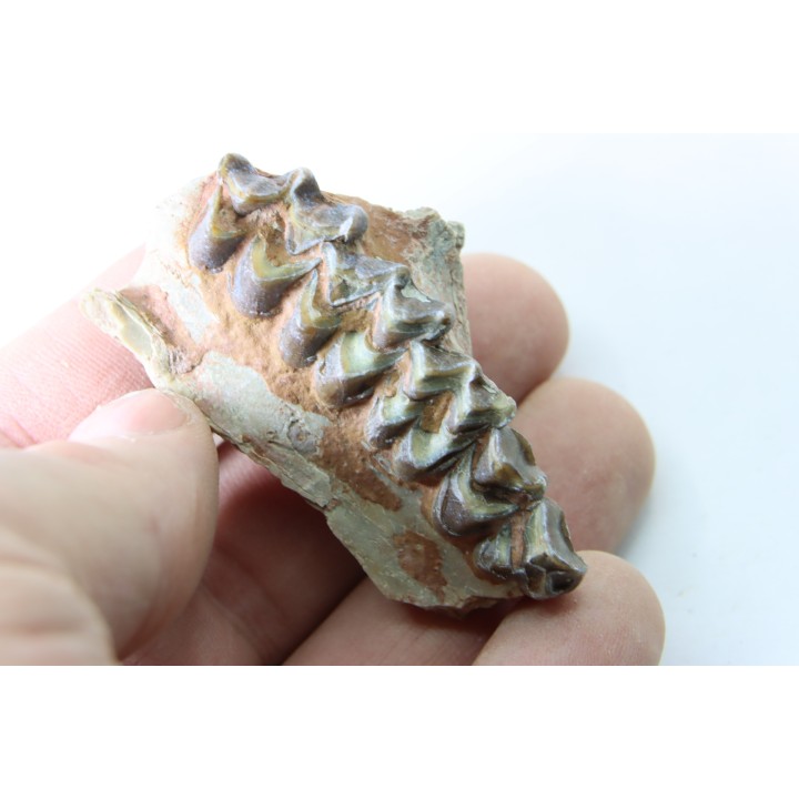 OREODON : Merycoidodon culbersoni - oligocène - Brule fmt - White river Badlands - S. Dakota, USA