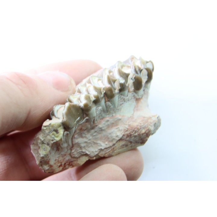 OREODON : Merycoidodon culbersoni - oligocène - Brule fmt - White river Badlands - S. Dakota, USA