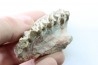 OREODON : Merycoidodon culbersoni - oligocène - Brule fmt - White river Badlands - S. Dakota, USA