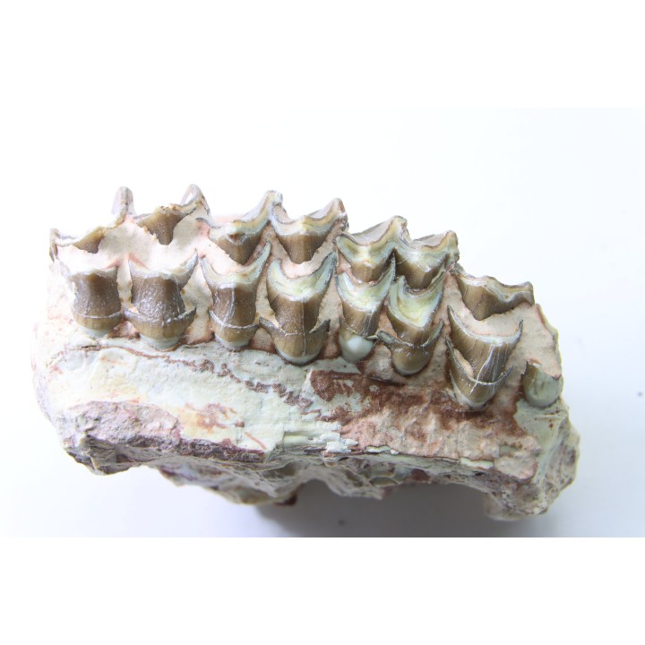 OREODON : Merycoidodon culbersoni - oligocène - Brule fmt - White river Badlands - S. Dakota, USA