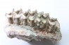 OREODON : Merycoidodon culbersoni - oligocène - Brule fmt - White river Badlands - S. Dakota, USA