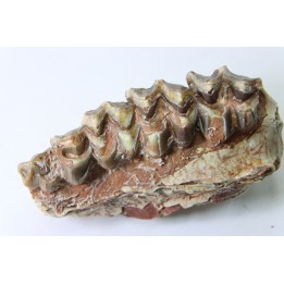 OREODON : Merycoidodon culbersoni - oligocene - Brule fmt - White river Badlands - S. Dakota, USA