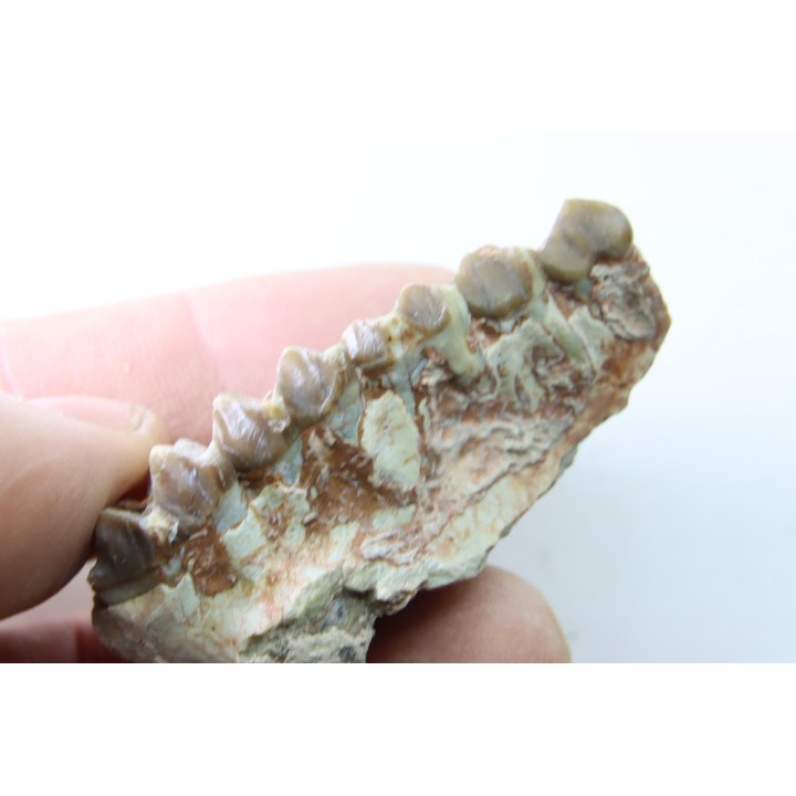 OREODON : Merycoidodon culbersoni - oligocène - Brule fmt - White river Badlands - S. Dakota, USA