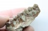 OREODON : Merycoidodon culbersoni - oligocène - Brule fmt - White river Badlands - S. Dakota, USA