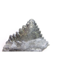 shark tooth: EDESTUS HEINRICHI
