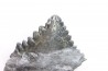 shark tooth: EDESTUS HEINRICHI