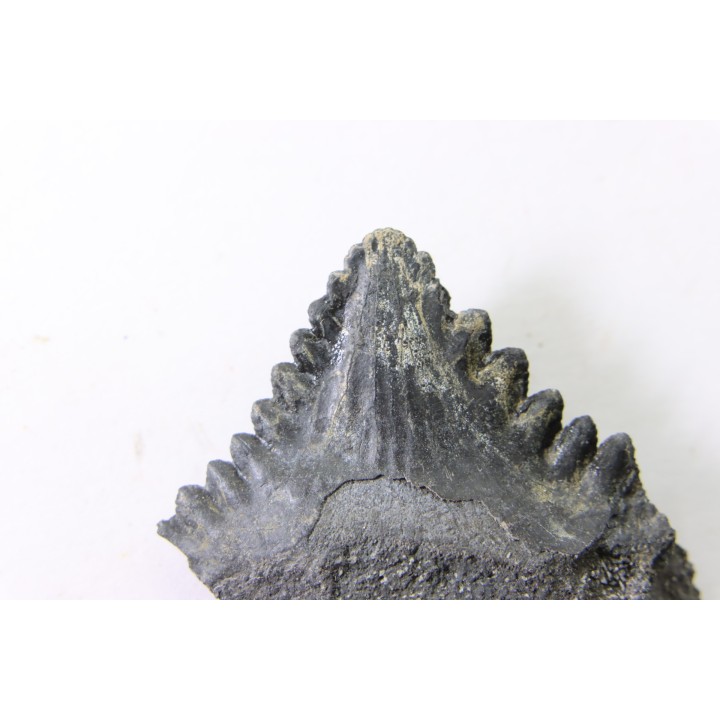 shark tooth: EDESTUS HEINRICHI
