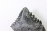 shark tooth: EDESTUS HEINRICHI