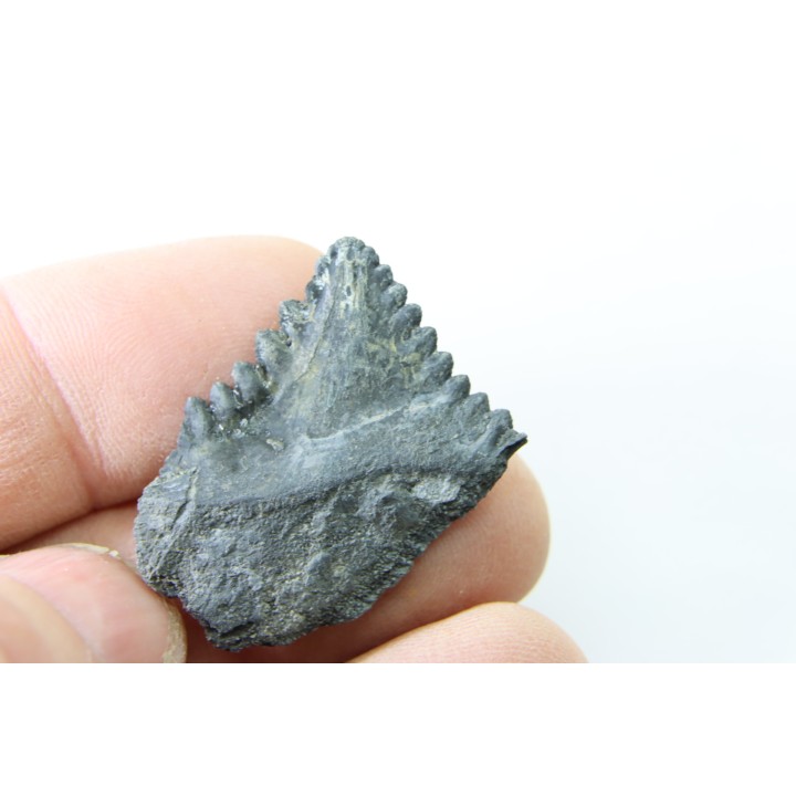 shark tooth: EDESTUS HEINRICHI