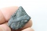 shark tooth: EDESTUS HEINRICHI