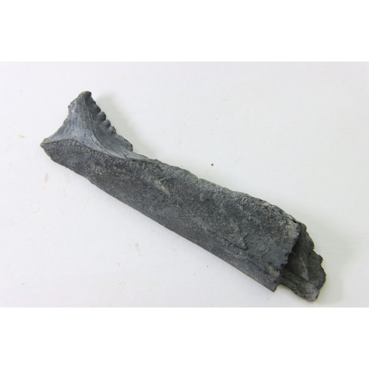 shark tooth: EDESTUS HEINRICHI