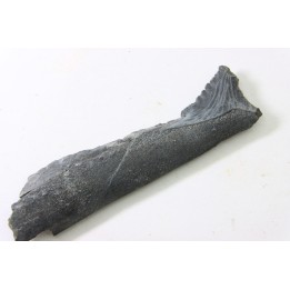 shark tooth: EDESTUS HEINRICHI