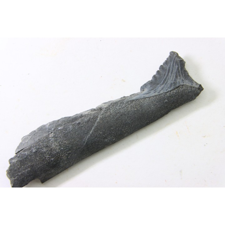 shark tooth: EDESTUS HEINRICHI
